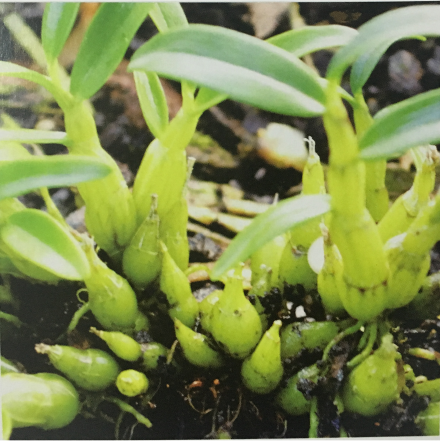 霍山米斛野生传代