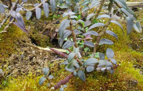 霍山铁皮石斛苗