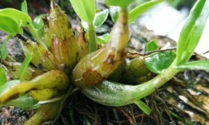 霍山石斛——价值千金的药中黄金草