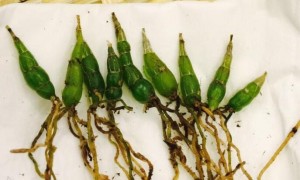 霍山石斛的适用人群