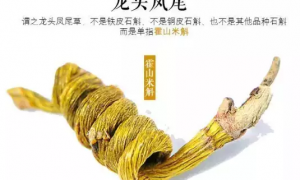 如何辨别霍山石斛的真伪