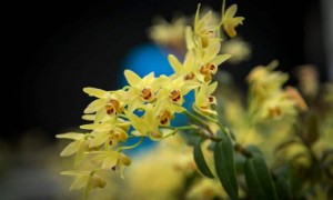 常吃铁皮石斛花有哪些好处