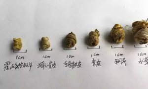 如何辨别霍山石斛的真伪