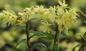 石斛花可以和哪些材料搭配泡水