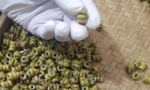 怎样鉴别霍山石斛真假