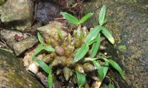 霍山米斛、霍山铁皮石斛与霍山铜皮石斛有什么区别