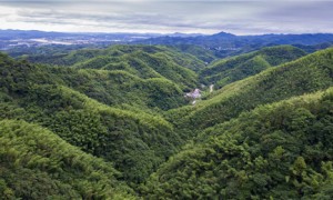 霍山米斛原产地太平畈乡探秘
